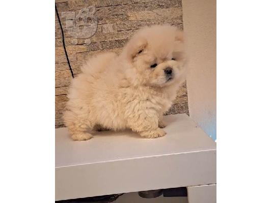 Κουτάβια Chow Chow